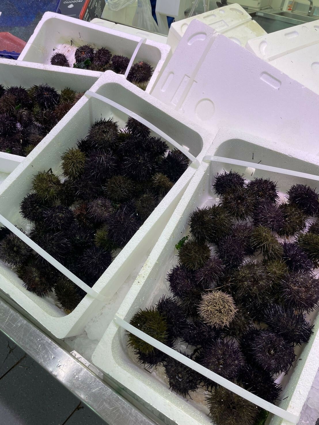 Sea urchins 506